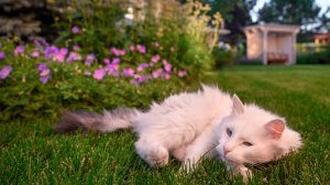 Сад, который вдохновляет: Реализация проекта от EL'DESIGN || Сад Эдельвейс