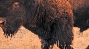 Animals of North America. Voices and sounds