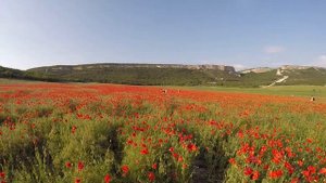 КРЫМ 2021 / КРЫМСКИЕ МАКИ - самое БОЛЬШОЕ ПОЛЕ в КРЫМУ / ГДЕ его НАЙТИ ? / Севастополь .Терновка