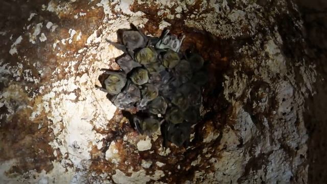 Скопище летучих мышей в пещере смотреть онлайн