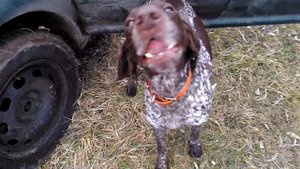 Курцхар FOREVER!