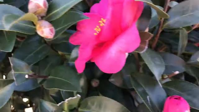 Камелия - Camellia