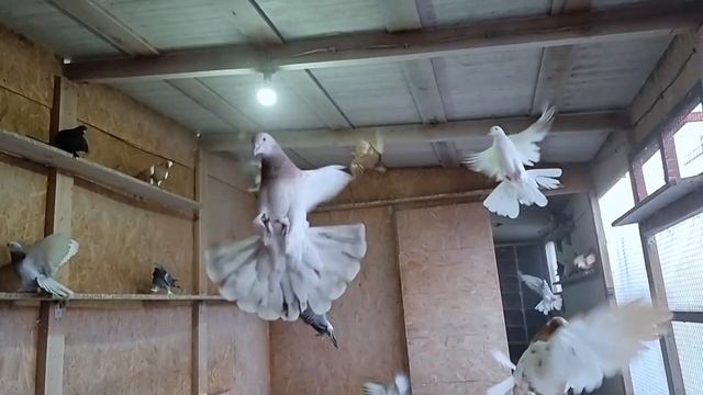 Голуби, глазами это не увидеть смотреть онлайн