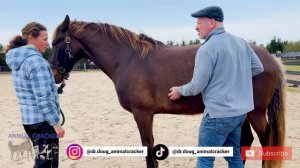 LOVABLE ROCKY MOUNTAIN HORSE GETS ADJUSTMENT 🐴