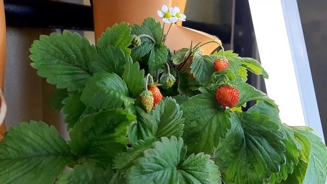 Садовая земляника. Сорт Руяна. смотреть онлайн