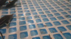 #5 Кормление стерляди опарышем в домашнем узв