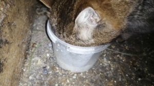 УДОЙ МОИХ ПЕРВОТЕЛОК! КАК ПРИУЧИТЬ ПЕРВОТЕЛКУ К ДОЙКЕ? ДОИМ ВСЕХ АППАРАТОМ!