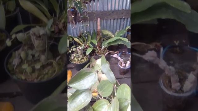 HOYA KALIMANTAN