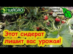 ЭТОТ СИДЕРАТ ЛИШИТ ВАС УРОЖАЯ! Опасное соседство. Не сажайте эти растения рядом.