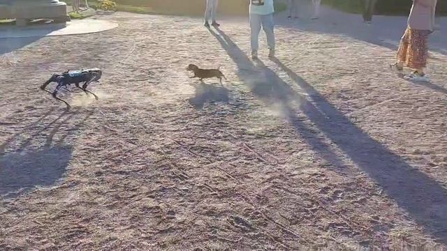 Приехавший на ПМЭФ робопёс зашугал питерских собак.
