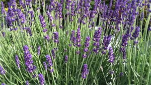 Lavandula angustifolia Hidcote