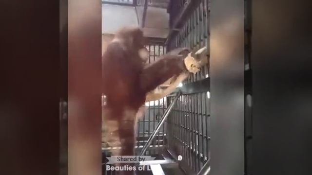 Человекоподобная обезьяна