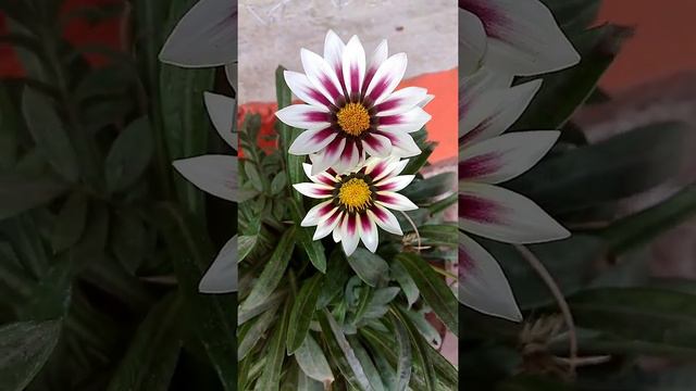 #flowers/New Day Rose stripe/Gazania🌸💮