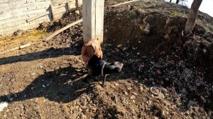 18+ Кобели хотят порвать друг друга Вязка Мусы и Багиры. Большое лайф видео с питбулями драгон лайф