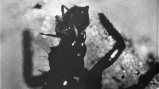 Безопасные методы защиты растений от вредителей, 1976 смотреть онлайн