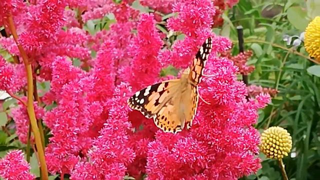 Painted Lady Butterfly 🦋 on Astilbe flowers 🌸🌸🌸 смотреть онлайн