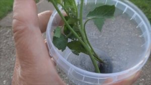 Как вырастить рассаду помидор за две недели. Рассада томатов из пасынков.