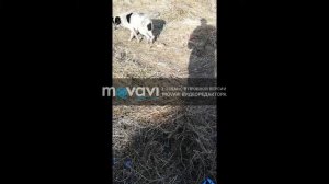 Отпугиватель собак, фонарик