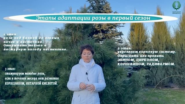 Уход за розами в первый сезон после посадки. Питомник ? и ? Е. Иващенко