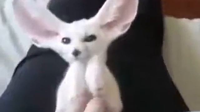 Самый милый ушастый лисёнок смотреть онлайн