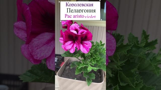 Пеларгония (Pelargonium) Pac aristo violet.??