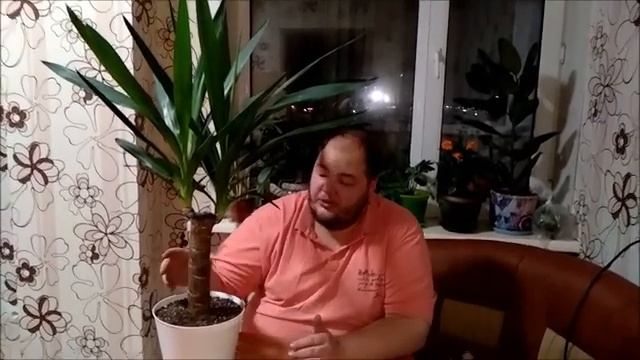 Юкка уход в домашних условиях смотреть онлайн