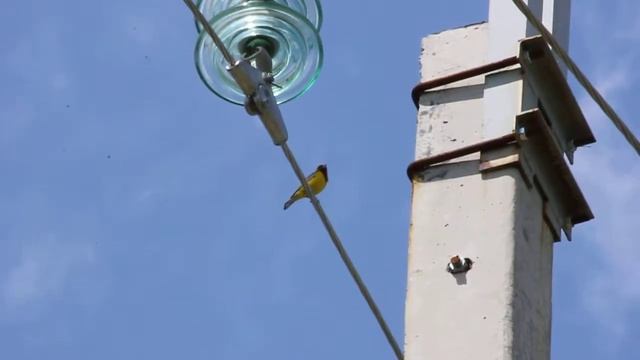 Желчная овсянка смотреть онлайн