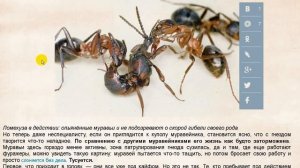 Ломехузы. Захват и эксплуатация муравейника