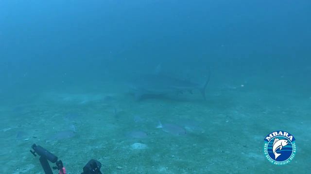 MB 94 Unnamed Reef 23 Jul 2014