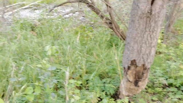 Грузди собираем. В лесу есть все - шишки костяника брусника. смотреть онлайн