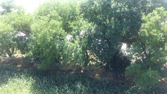 Кукуруза, сорт Краснодарский 291. смотреть онлайн