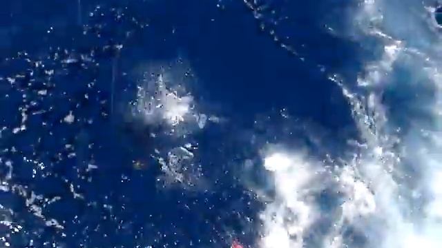 game on first blue marlin of the day