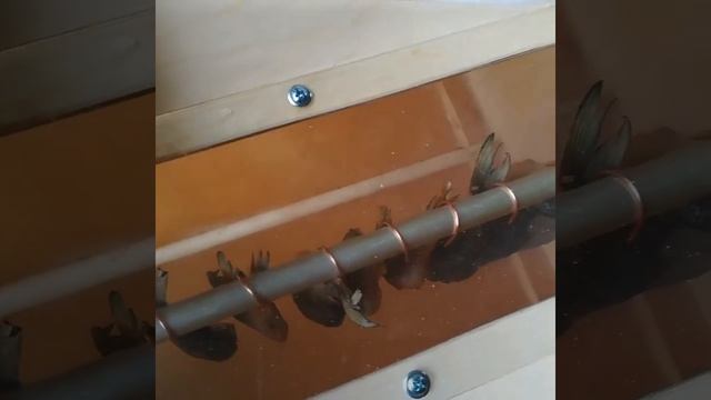 Испытание электростатической коптильни с таймером и дымогенератором с конденсатосборником