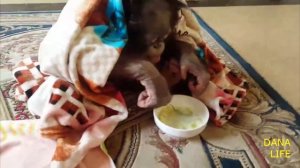 Учимся кушать ложкой Урок2. Орангутан Дана в Тайгане