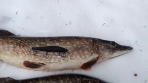 5 марта 2023 г. р. Адровка.