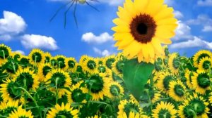 Футаж подсолнухи