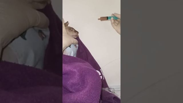 Кормление кошки через шприц. Как правильно. смотреть онлайн