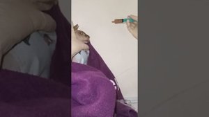 Кормление кошки через шприц. Как правильно.