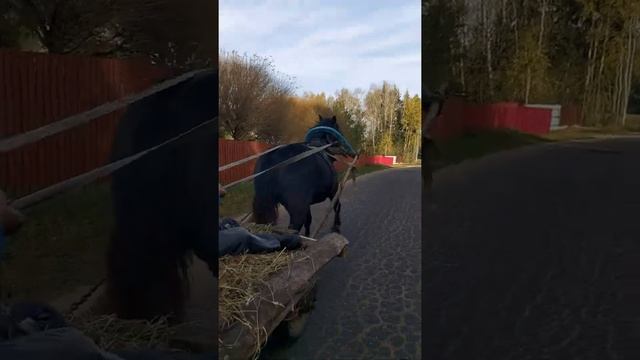 романэ грая смотреть онлайн