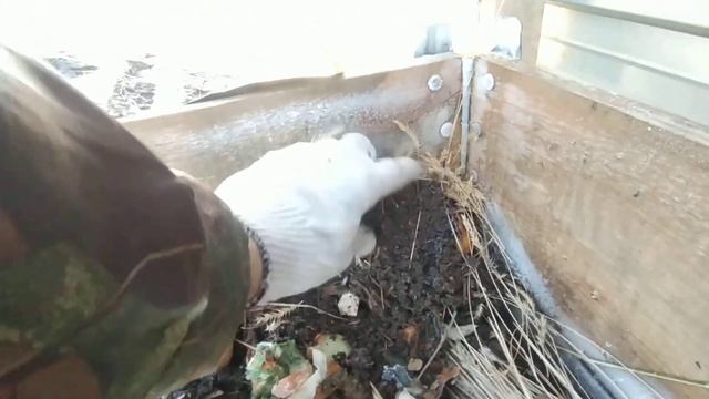 червь старатель, завелась крыса и мыши, зимовка на улице! смотреть онлайн