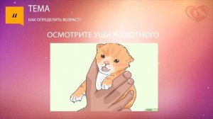 Как определить возраст у котенка