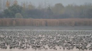 Crane roost in the Hortobágy National Park 2013 - by János Oláh / Sakertours