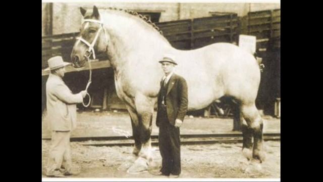 Самый большой и высокий конь в мире ЭТО реально или нет? Отвечайте в комментах! смотреть онлайн