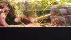 Карликовые гурами Пумила Gourami dwarf (Trichopsis pumila)