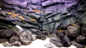 Фон для аквариума своими руками в цихлидник