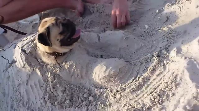 Мопс на пляже смотреть онлайн