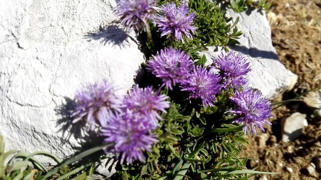Globularia repens (Creeping Globularia) смотреть онлайн