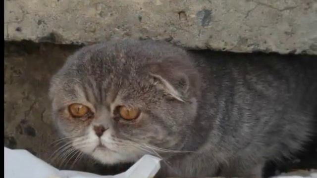Им нужен дом...    "ЛАСКА".