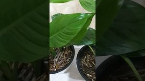 Спатифиллум,женское счастье, что бы листья не сохли,16.02.21.