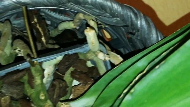 Rhynchostylis gigantea.ОБЗОР. ПЕРЕЕЗД НА СТЕЛЛАЖ. смотреть онлайн